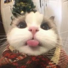 Lê Văn Đức avatar